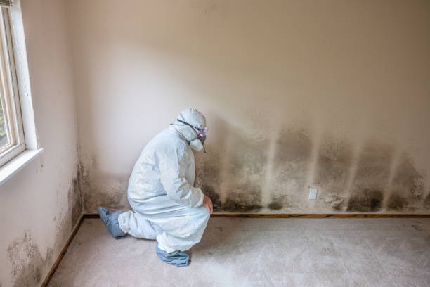 Best Mold Odor Removal Services  in Eastport, ME